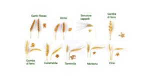 grani antichi-farro-sorgo-grano saraceno-Patrizia Di Mare-Studio Di Nutrizione