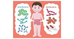 prebiotici-probiotici-miele-fagioli-Studio di Nutrizione